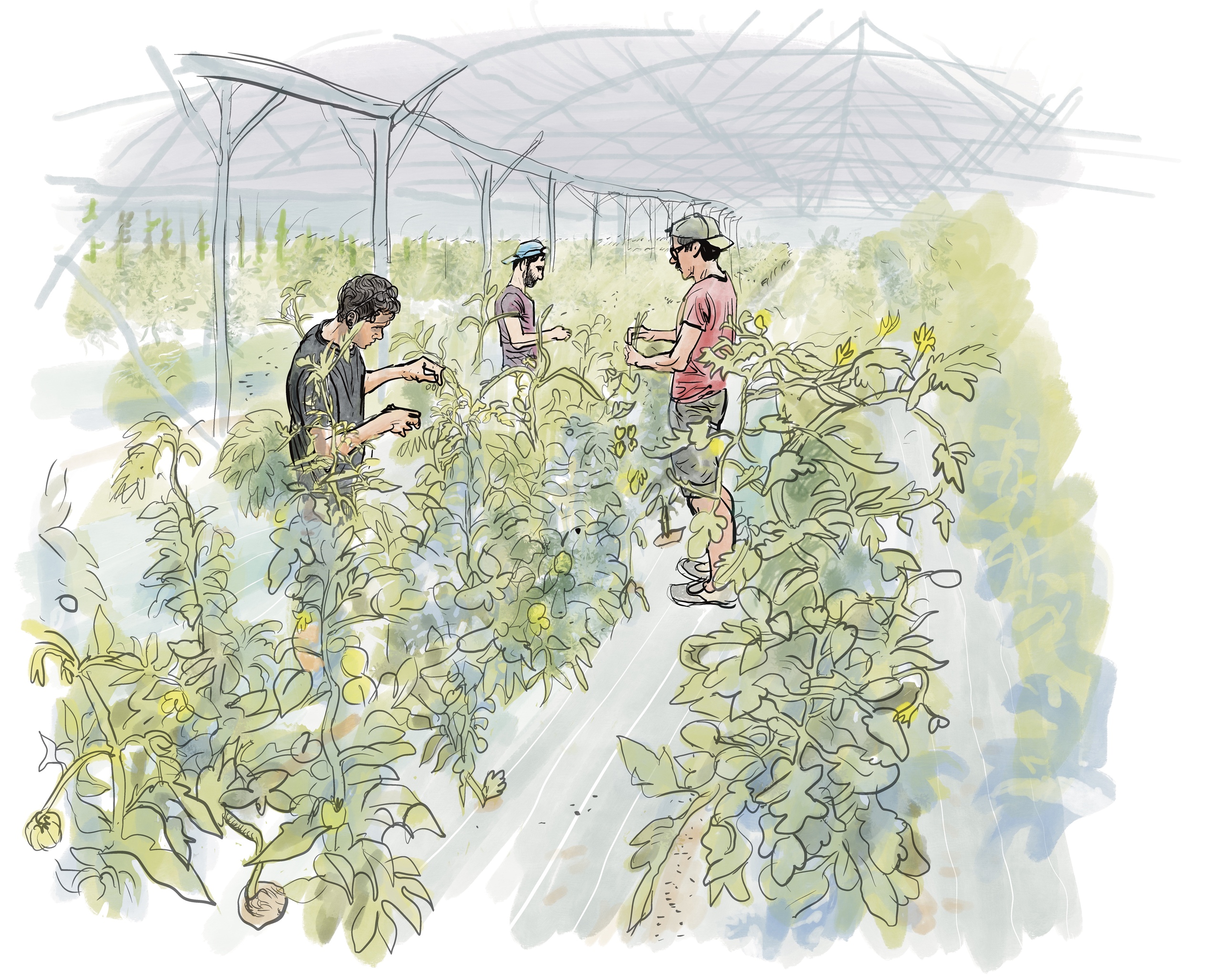 chapitre 7 felix joseph et thibaut le boule d'or